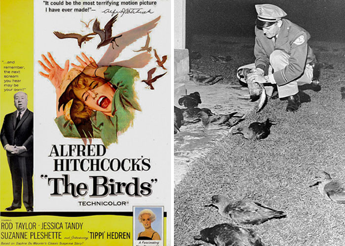 18. The Birds (1963)