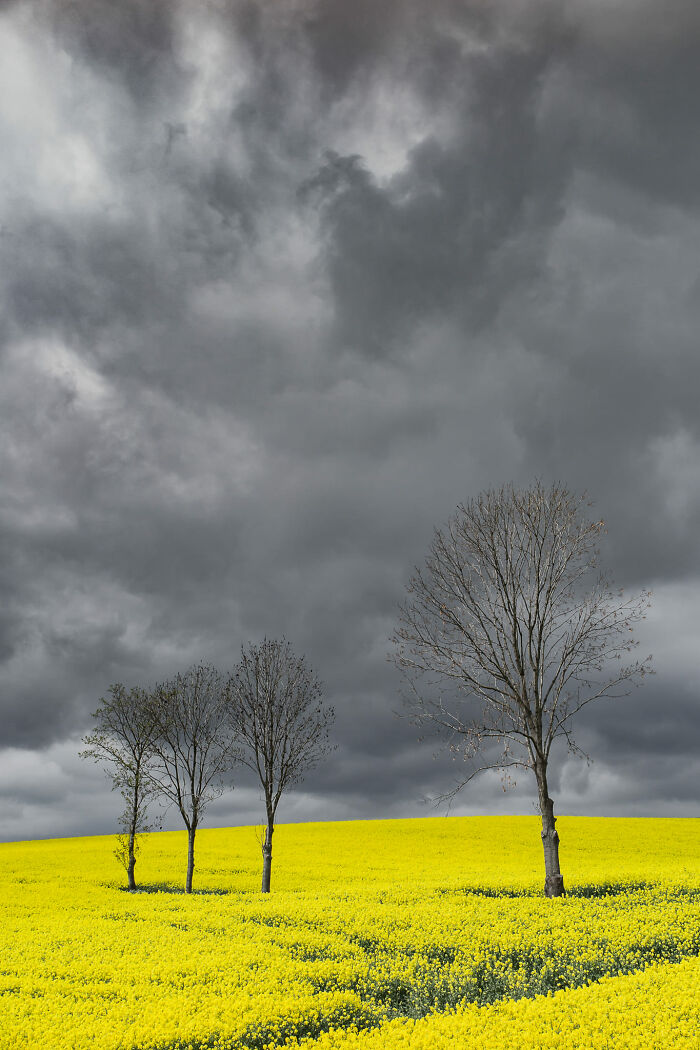 24. Gray With Yellow