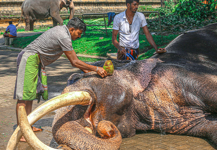 17. Keeping animals safe is not a stink-free job. However, it’s a nice people’s job