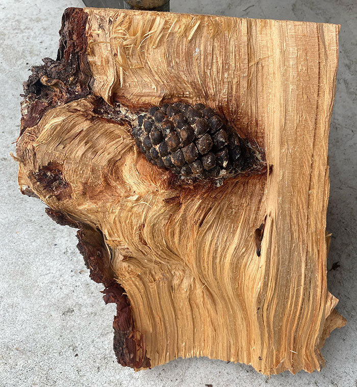 4. His firewood contained a pine cone inside the tree.