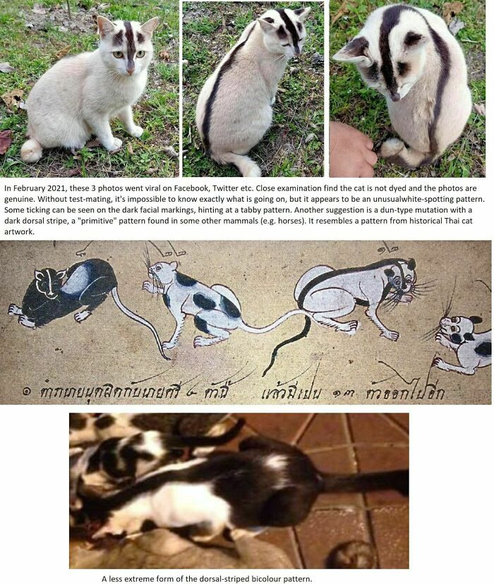 "Very Rare Cat Coat Pattern"