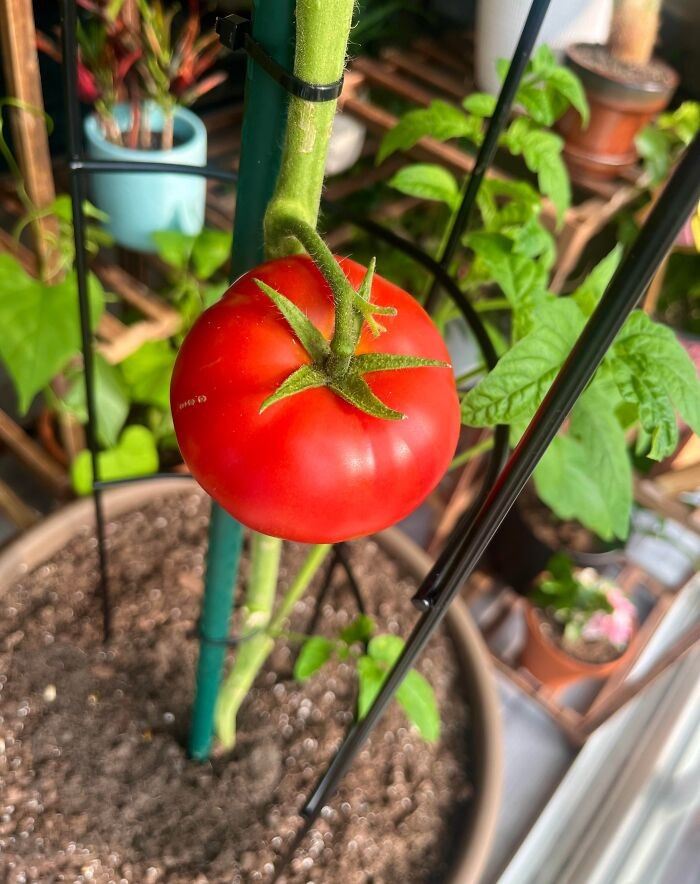 "First-Ever Tomato Of My Lifetime. She Was Born From A Seed 170 Days Ago"