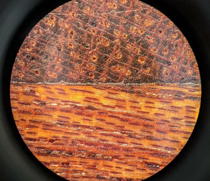 "Two Pieces Of Sapele Wood Glued Together And Under A 30x Microscope"