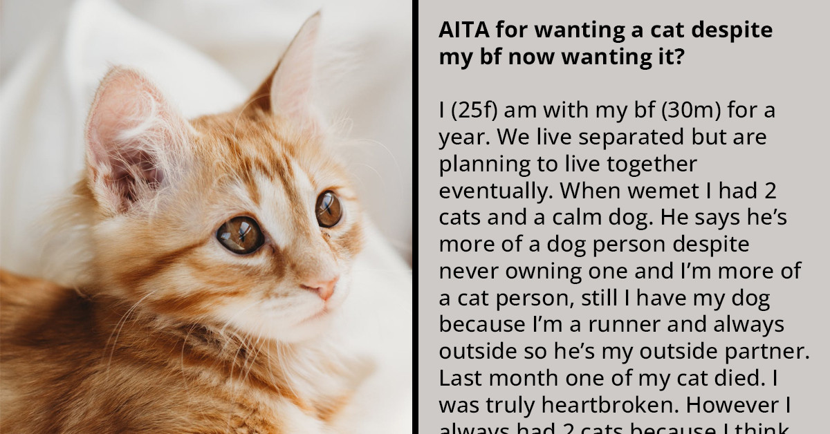 Redditor's BF Is Angry With Her For Wanting To Adopt A Second Cat While Not Letting Him Get A Dog