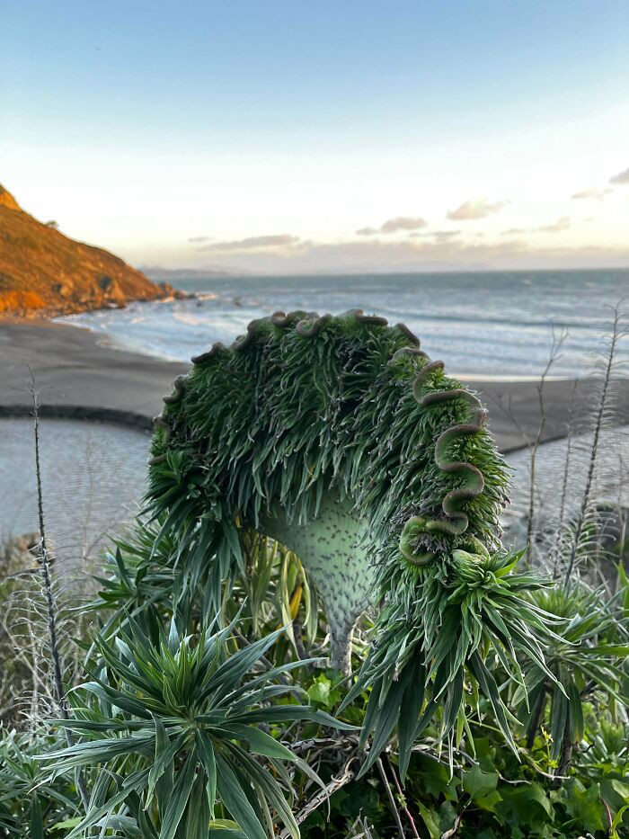 "Insane Fasciation On A Pride Of Madeira (Echium Candicans)"
