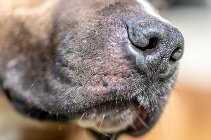 What Makes Dog Senses So Strange