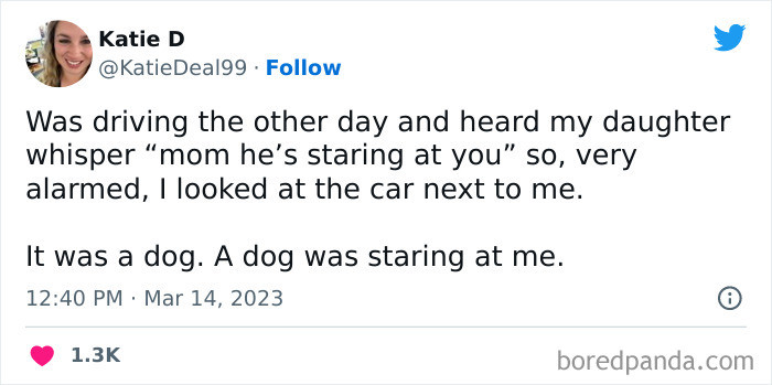 45. Dog staring