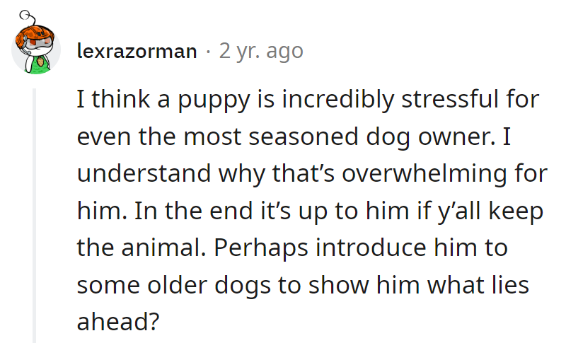 Puppy pandemonium: even seasoned owners feel the heat! Maybe some 'elderly dog wisdom' could sway his perspective?