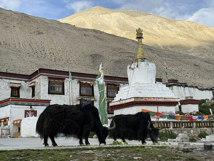 "Rongbuk Monastery Yak, Tibet"