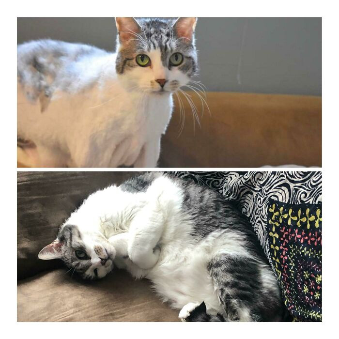 "My Sweet Lady Spent 380 Days In A Shelter Before I Adopted Her!"