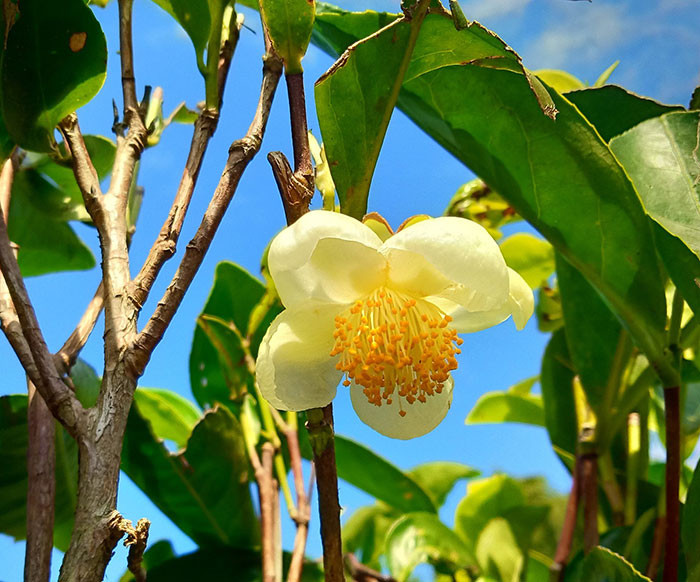 Camellia sinensis is the plant from which all teas come, including black, green, and white, with the only difference being how they are processed.
