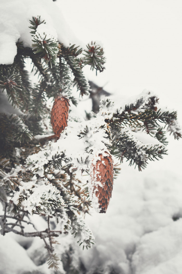16. Pine cone covered with snow