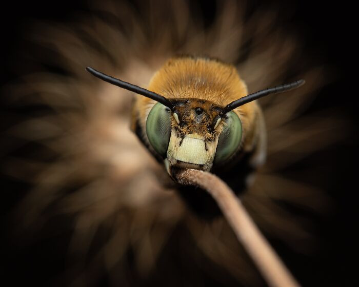 Invertebrate Portrait, 3rd Place: Fake Sun By Giovanni Vicari