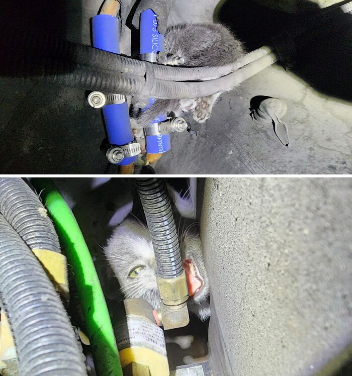 "Driver States Loud Meows Coming From Front Of Bus"