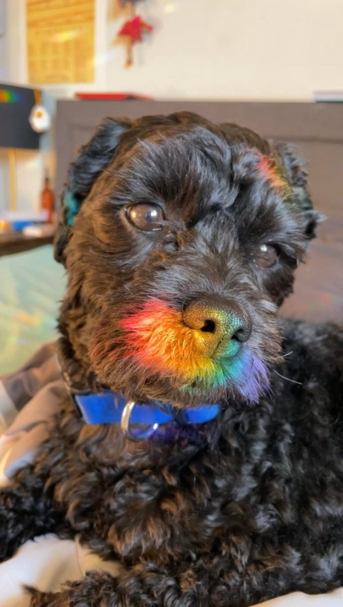 3. Attention everyone! A rainbow mustache: