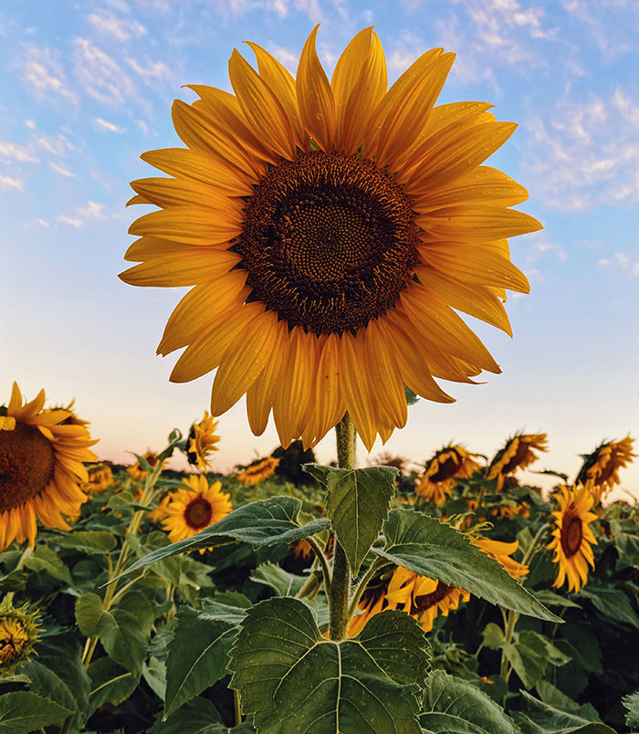Sunflowers may look like they have a single large bloom, but each head is actually composed of hundreds of tiny flowers, called florets, that later develop into seeds. This feature is shared by all members of the sunflower family, such as daisies, yarrow, goldenrod, asters, coreopsis, and bachelor’s buttons.