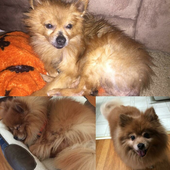 "Today Is Lemonhead’s Two-Year Adoption Anniversary"