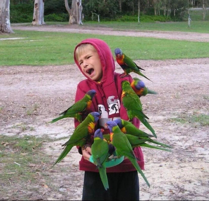 35. The parrots are having a meeting.