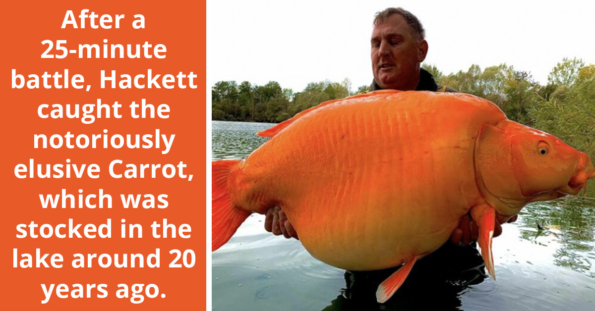The Biggest Goldfish You've Ever Seen Has Been Caught By A British Man And The Video Went Viral Online