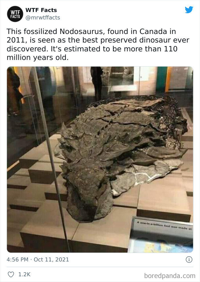 23. This fossilized Nodosaurus is more than a hundred million years old