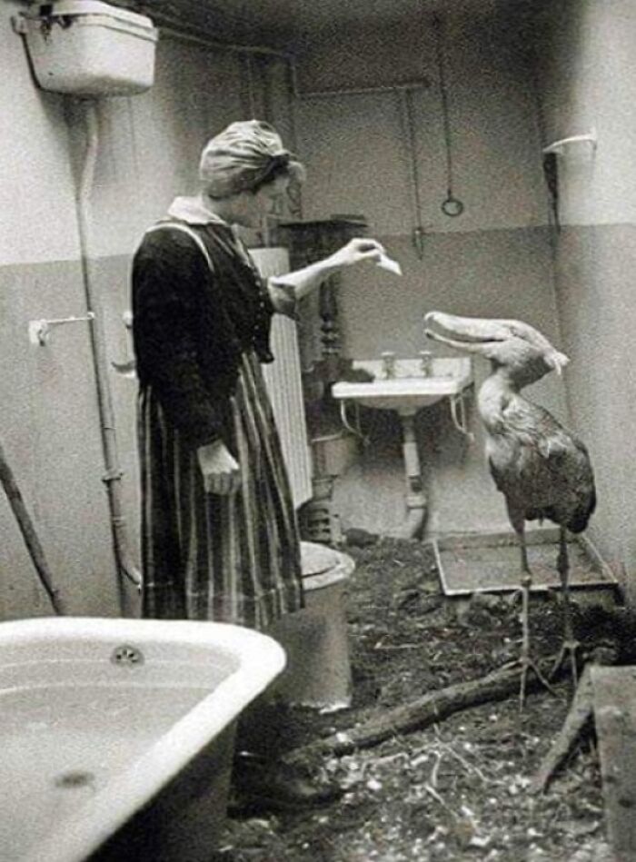 11. Civilians Taking Care Of Zoo Animals In Their Own Homes During WWII