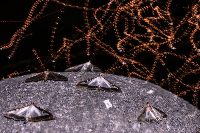 Butterflies, 2nd Place: The Invasion By Pedro Luna