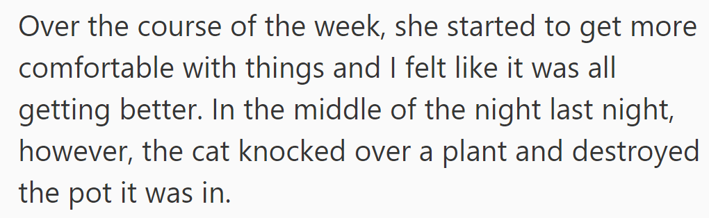 She began adjusting, but last night the cat knocked over a plant, ruining its pot and upsetting her.