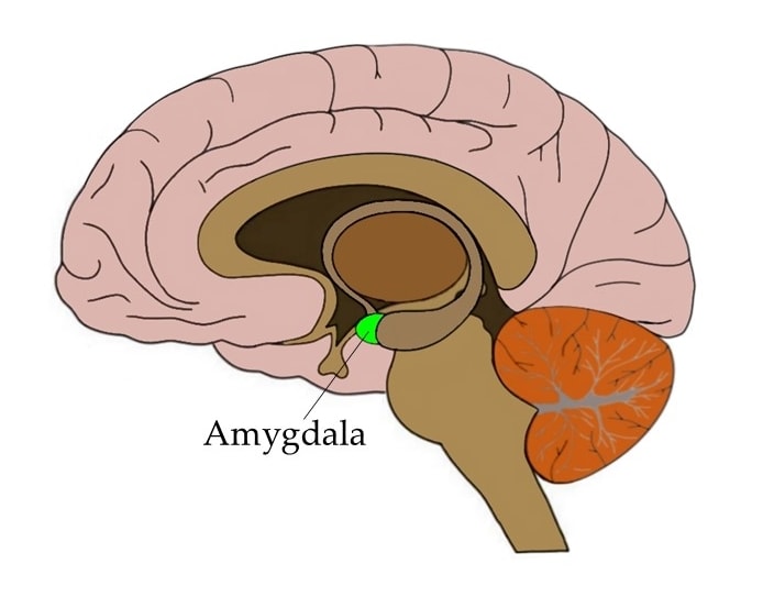 At the heart of Spiegel’s theory is the amygdala, a part of the brain that plays a central role in processing fear and stress.