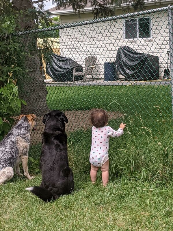 28. “Our Neighbor Gives Treats Through The Fence. Recently He Has Been Giving My Daughter Treats Too. This Is Them Waiting Patiently Today”