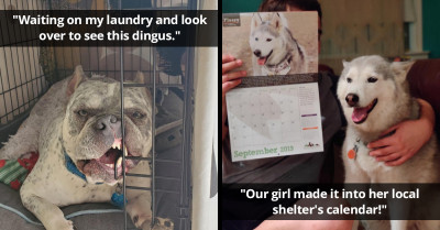 15 Dog Posts Guaranteed To Give You A Heaping Dose Of Happiness