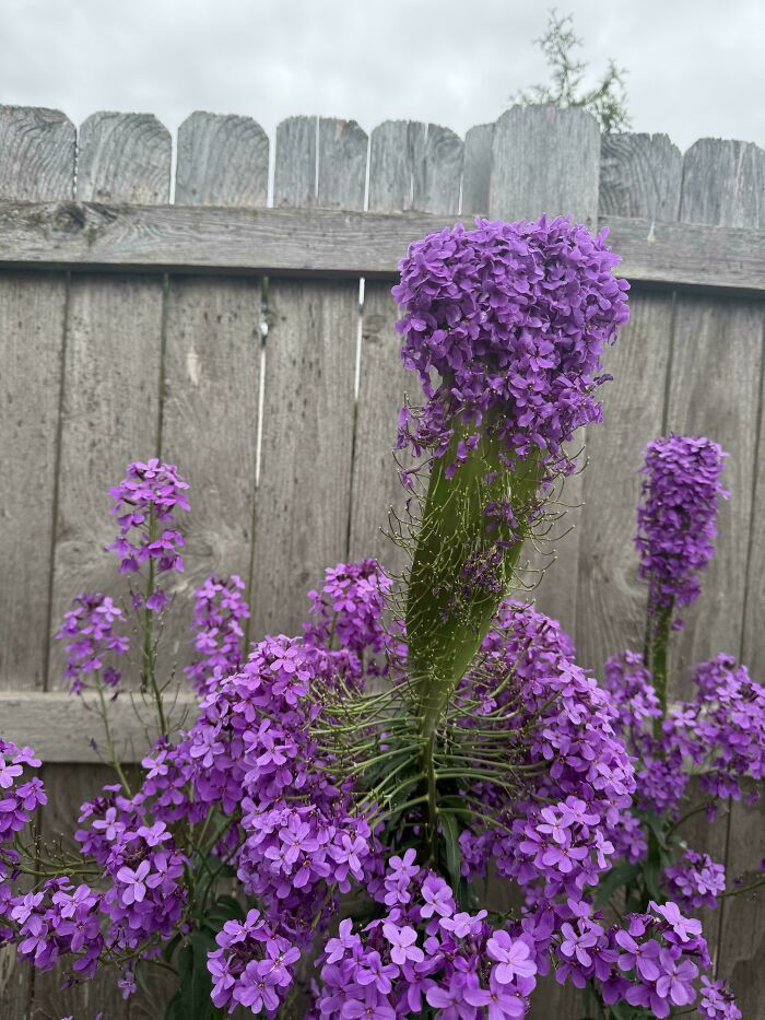 "Volunteer Flowers In Our Yard - Dame’s Rocket, Maybe?"