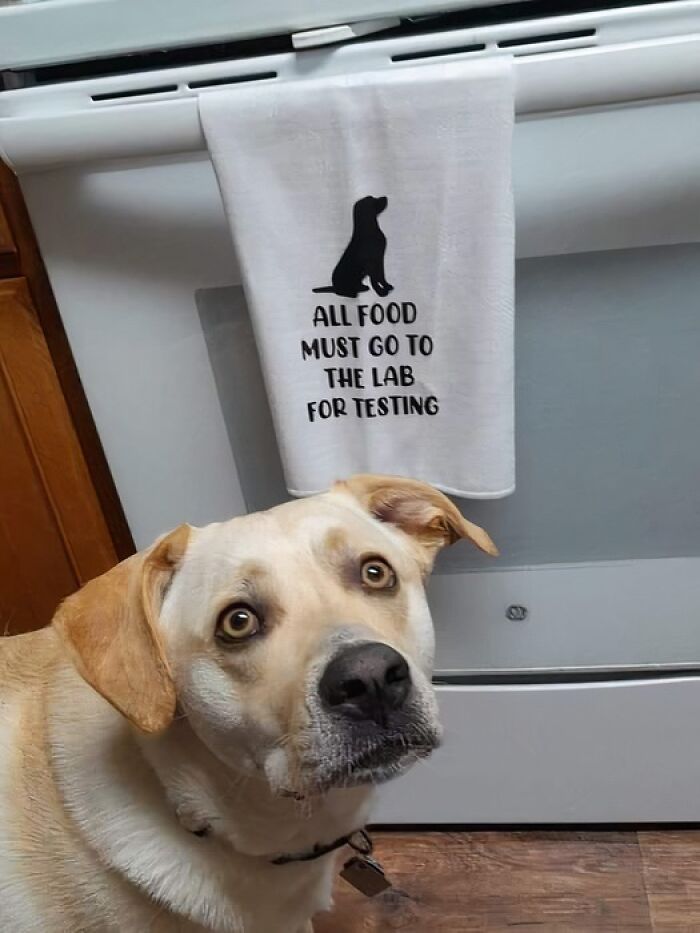 5. Before any snacks are devoured, our quality control inspector demands thorough 'lab' testing