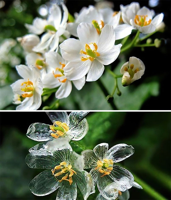 18. This Skeleton Flower (Diphylleia grayi) turns glass-like when it gets wet from the rain.