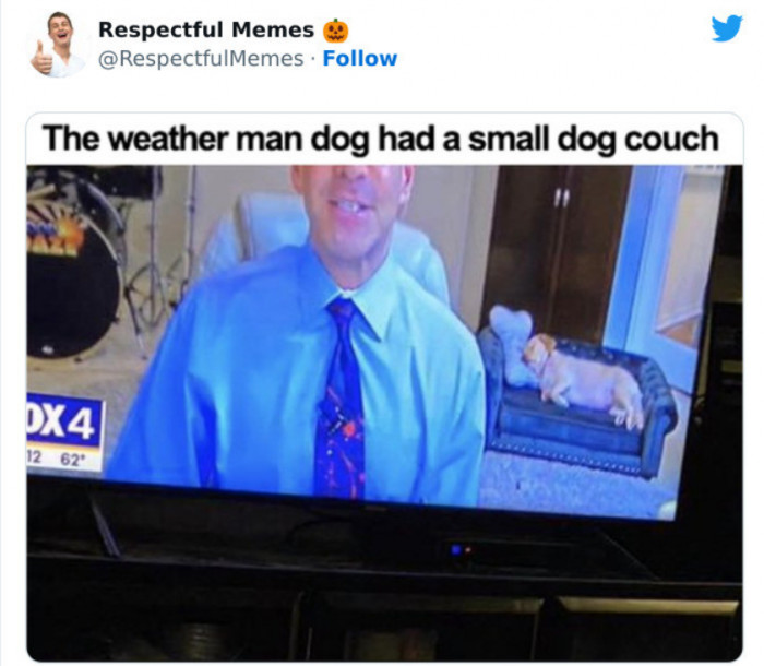 11. A Mighty Big Snooze for a Little Pup