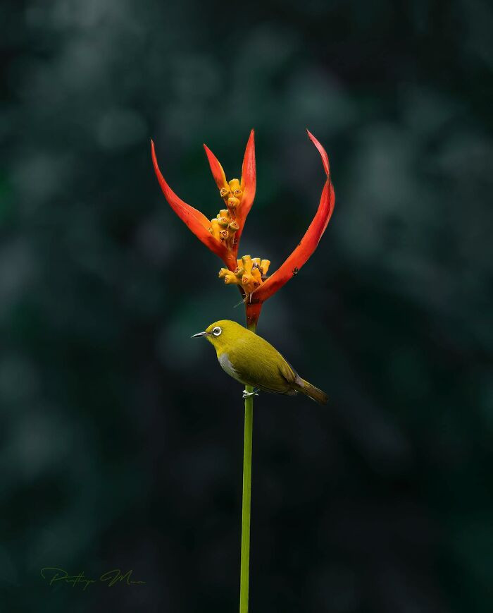 White-Eye (Zosteropidae)