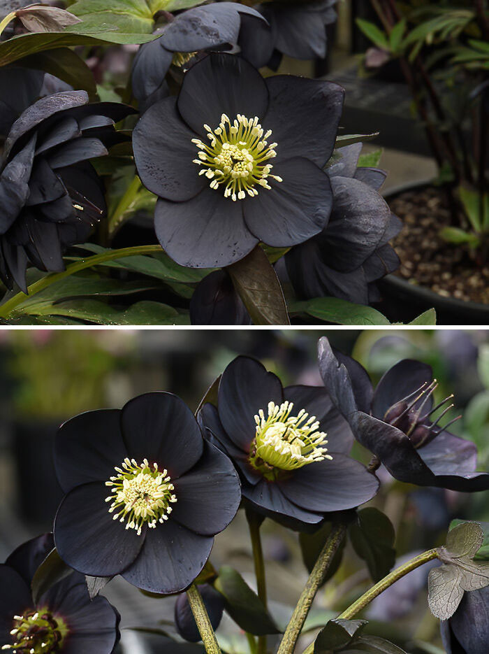 9. Fun fact about this Hellebores flower: black flowers do not exist. They're either deep red or deep purple.