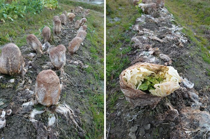 "At This Time Of Year, The 'Alien's Eggs' In The Fields Are Actually Chinese Cabbage, So Please Be Careful"
