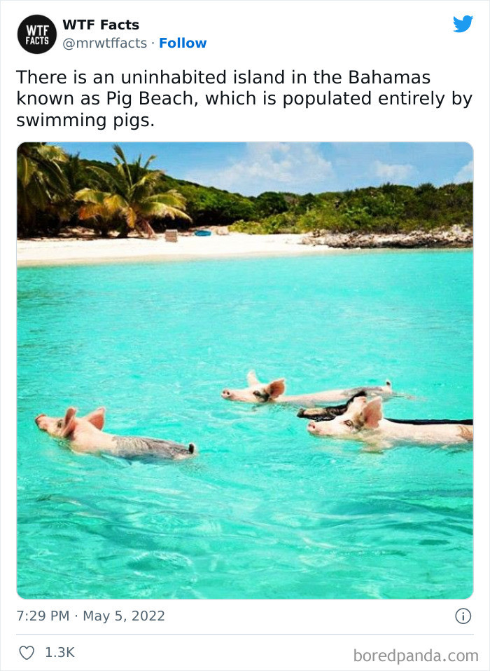 38. Want to visit the pig beach?