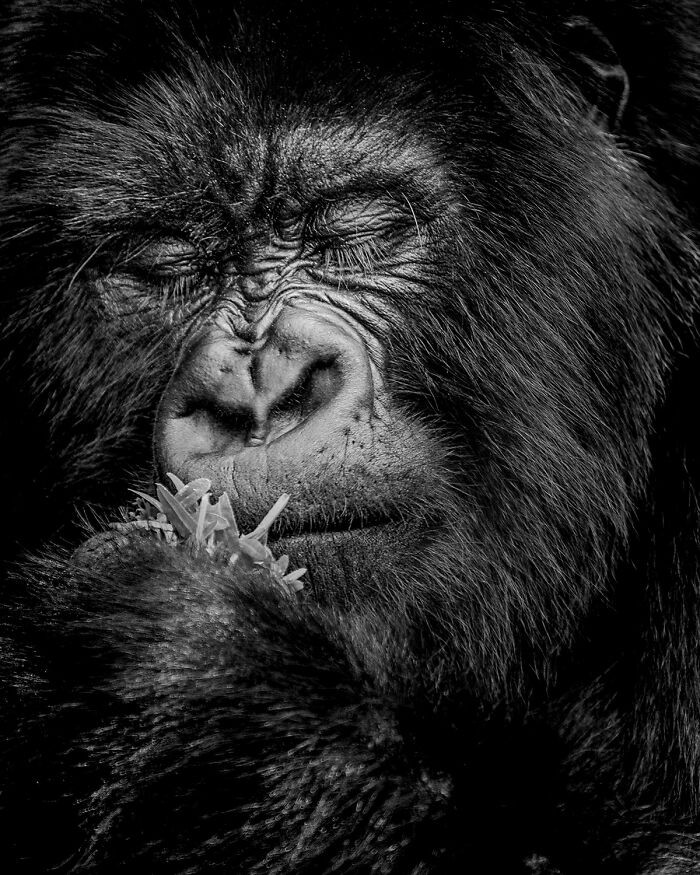 Calm Before The Chew From The Series 'Quiet Encounters' By Dev Kumar