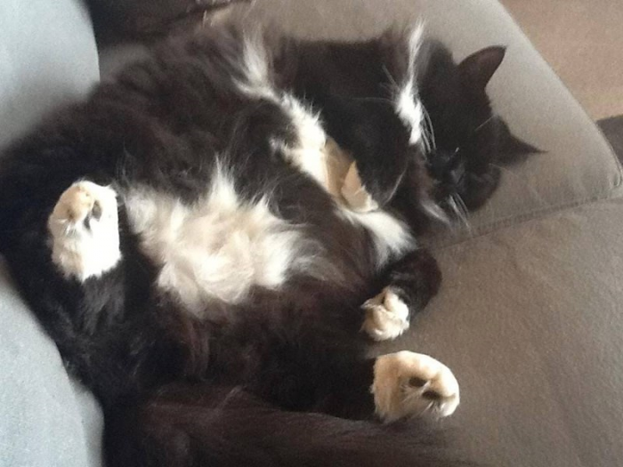 12. This bebe's story is a fond memory for this grieving owner, who says their precious puss used to