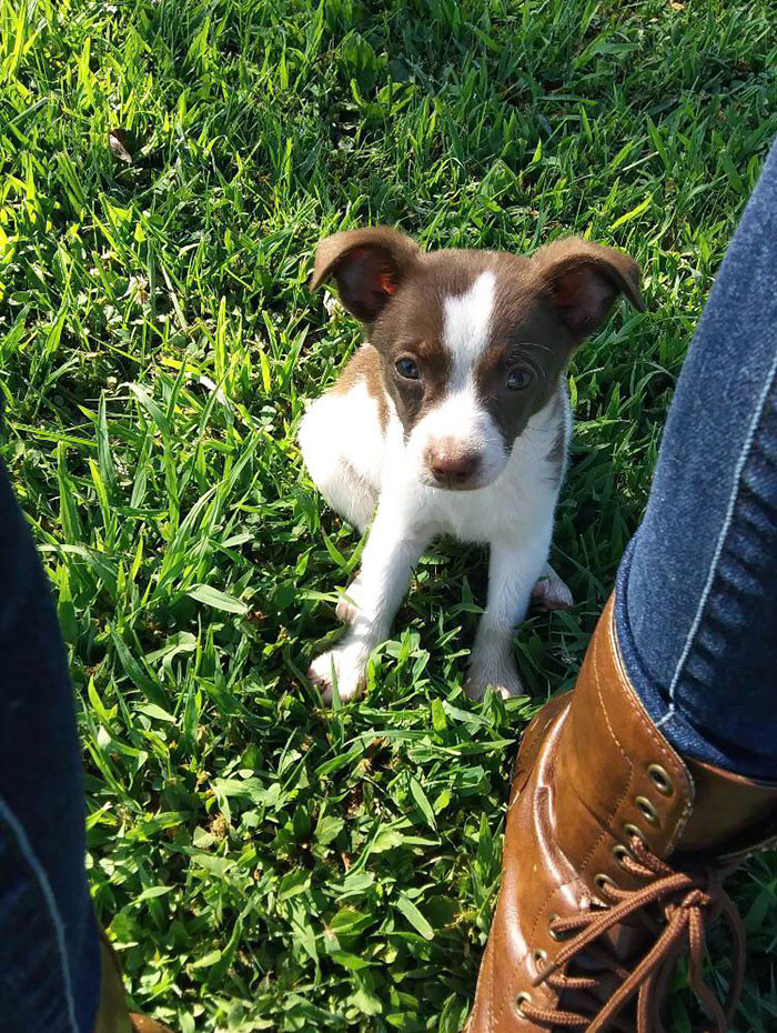 3. Why do they even breed the dogs if they're only going to neglect them?