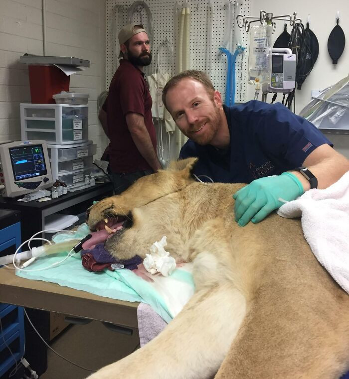 13. My Friend Mike Is A Veterinary Dentist. Sometimes His Job Takes Place Inside A Lion's Mouth