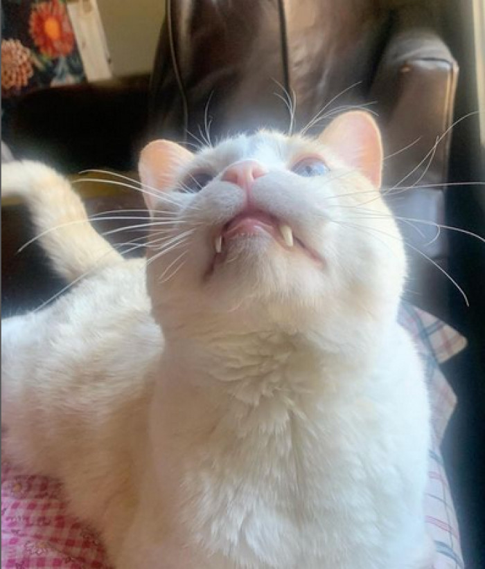 1. Dem Teefies