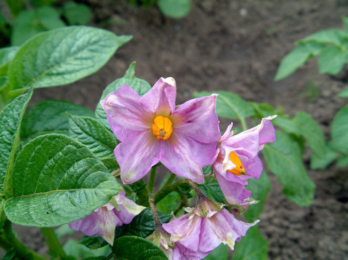 10. TIL that potato plants are poisonous.