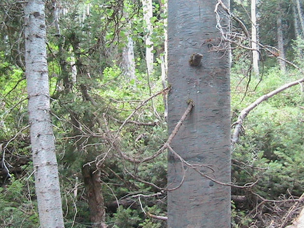 They disguise the external parts.