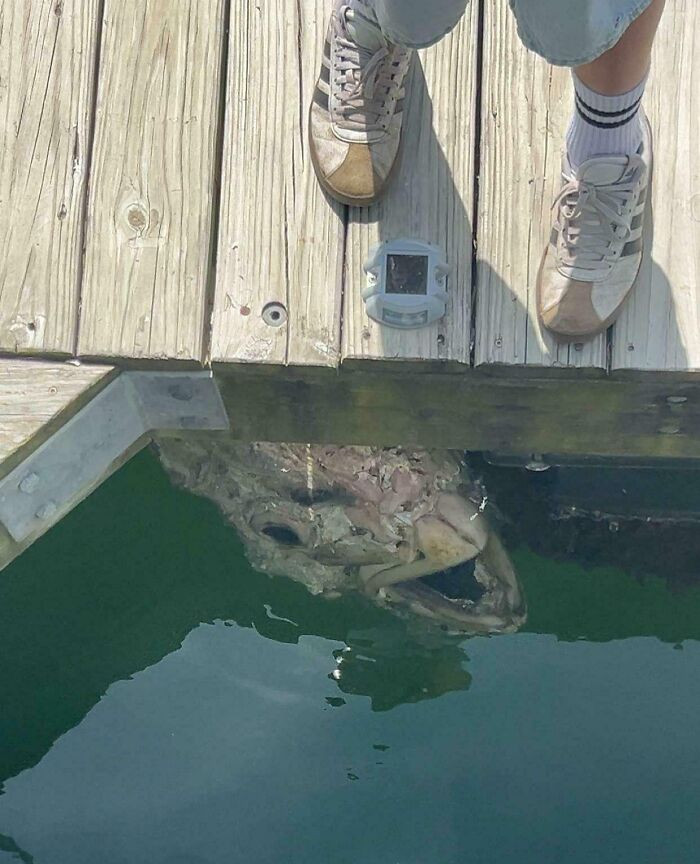 Found In A Harbor Where I Live