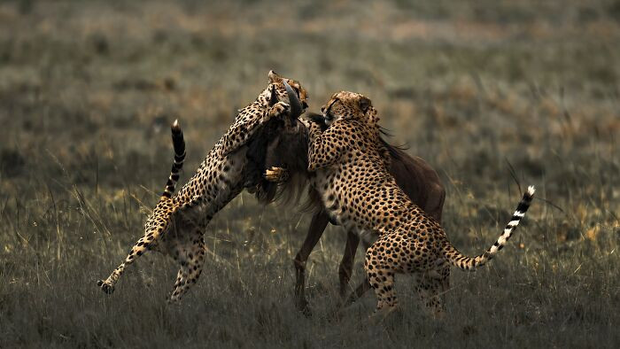 The Cheetah Hunt