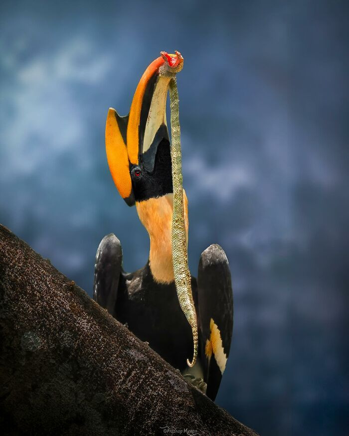 Great Hornbill Returns To His Nest With His Catch