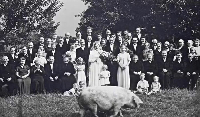 A Pig Photobombing A Wedding In 1927
