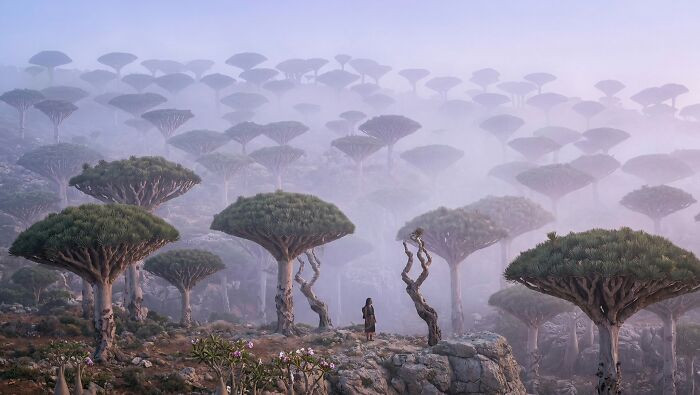 "Socotra Island, Yemen"